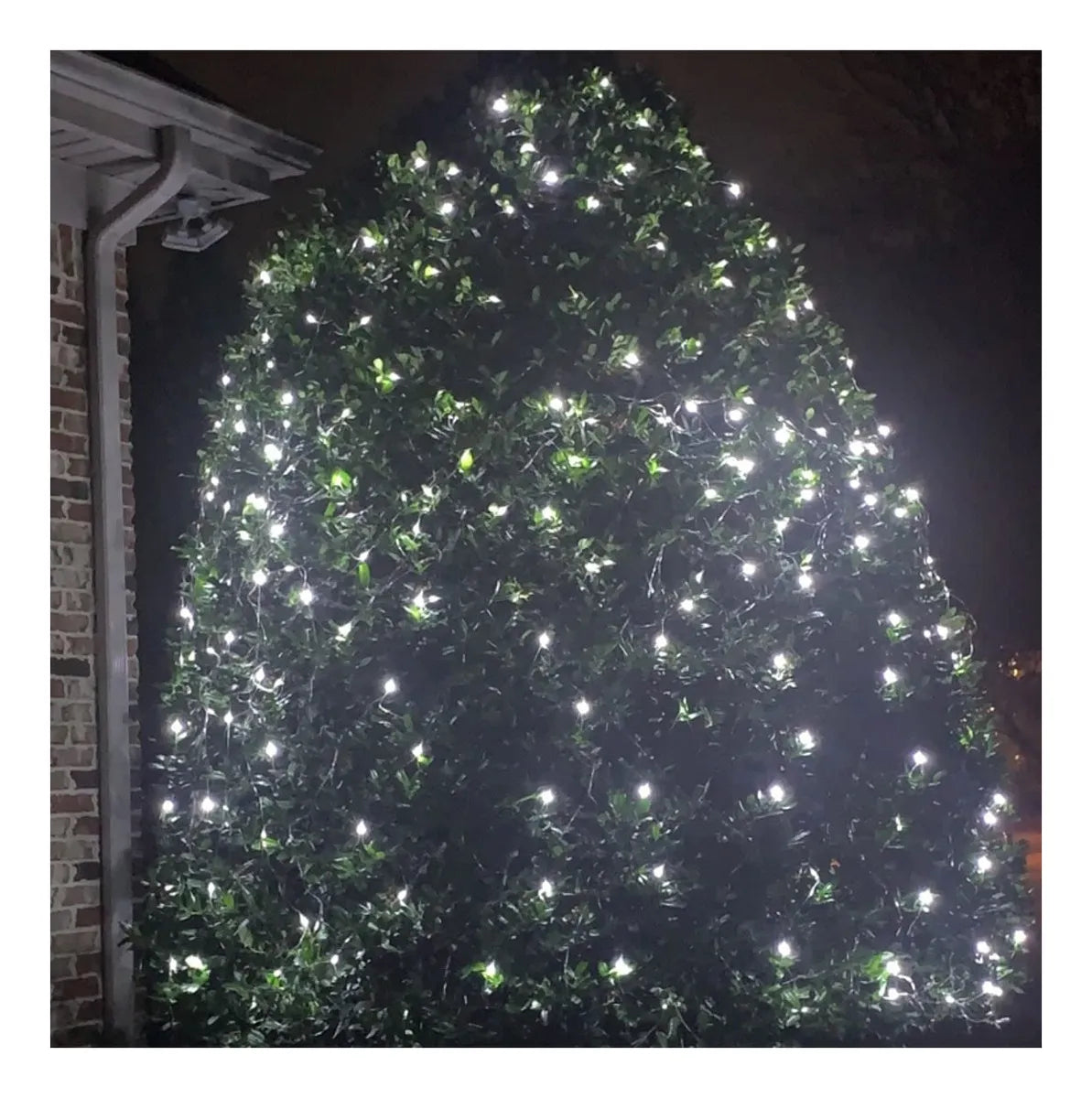 RED NAVIDEÑA 1.5 X1.5 LED LIGHT